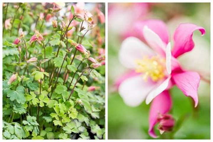 How do you plant Columbine bulbs