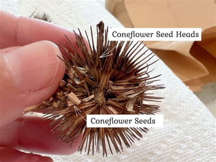 How do you plant coneflower seeds