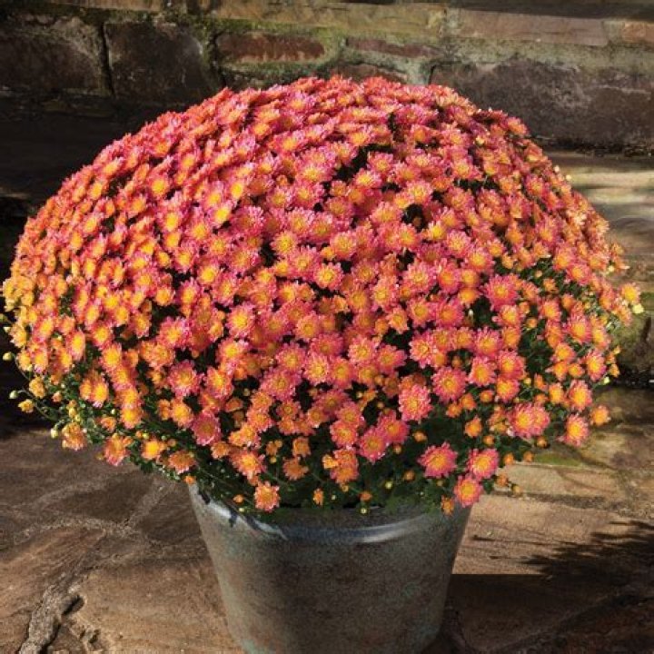 How do you plant hardy mums in the fall