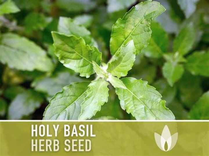 How do you plant holy basil seeds