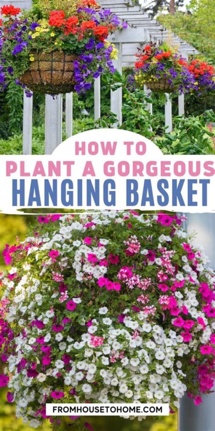How do you plant morning glory seeds in a hanging basket