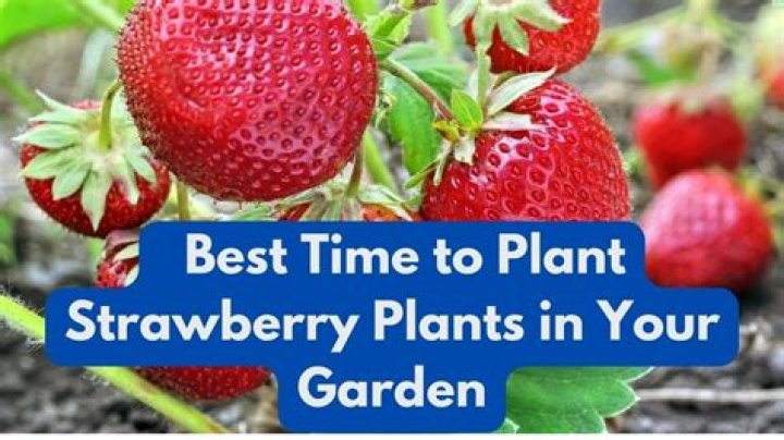 How do you plant new strawberry plants