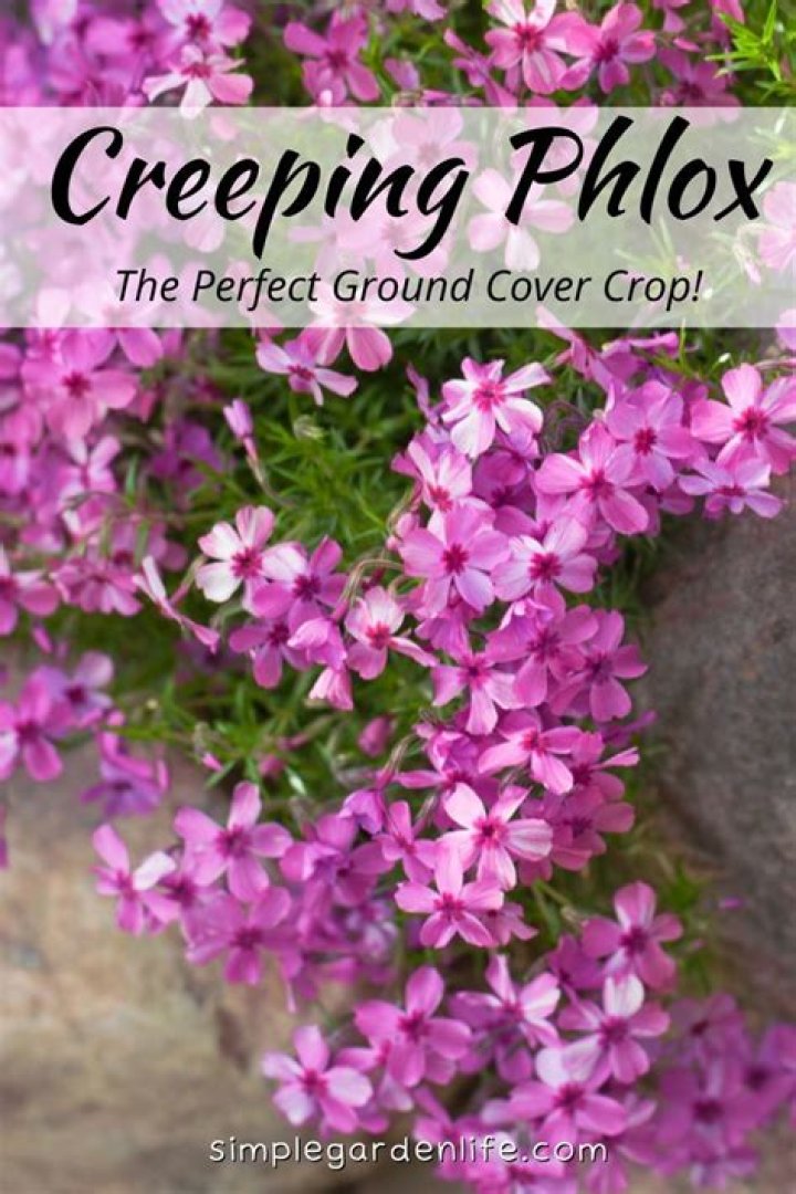 How do you plant phlox ground cover