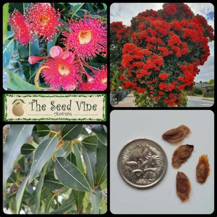 How do you plant red flowering gum seeds