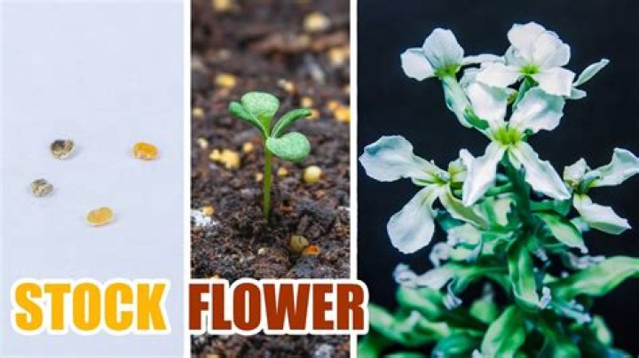 How do you plant stock Seeds