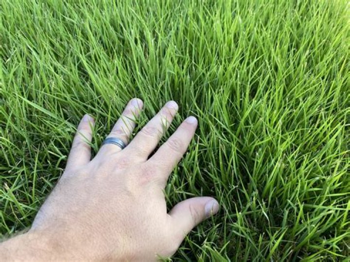 How do you plug Zoysia grass