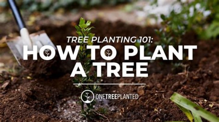 How do you prepare a newly planted tree for winter