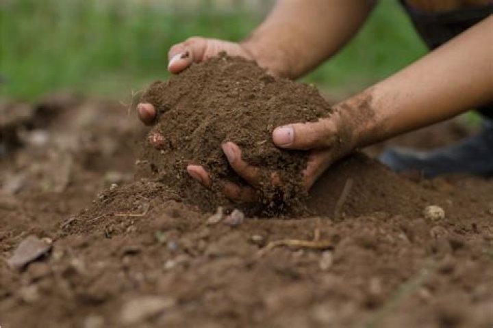 How do you prepare soil for Australian natives
