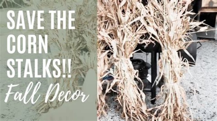How do you preserve corn stalks for decorations