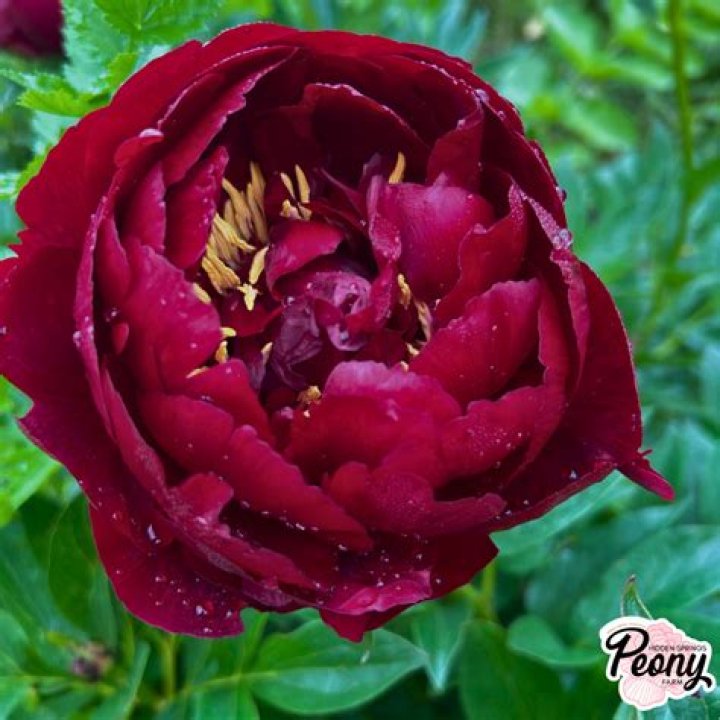 How do you propagate a fern leaf peony