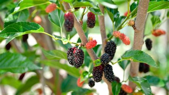 How do you propagate a fruitless mulberry tree