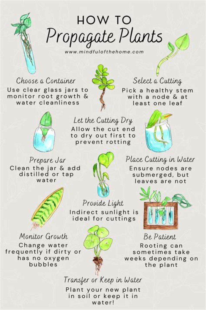 How do you propagate Baptisia