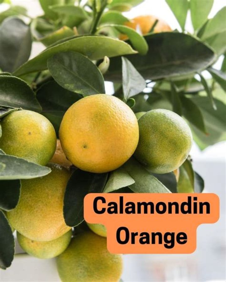 How do you propagate calamondin oranges