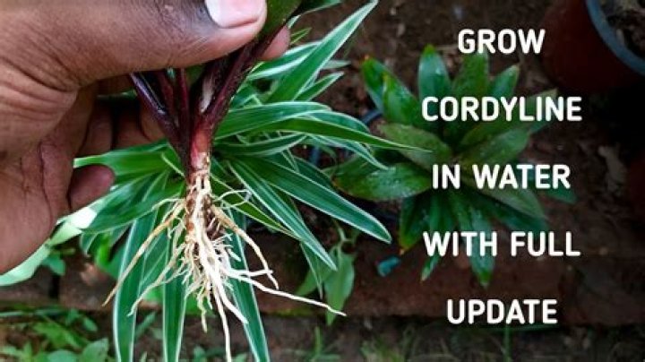 How do you propagate Cordyline plants