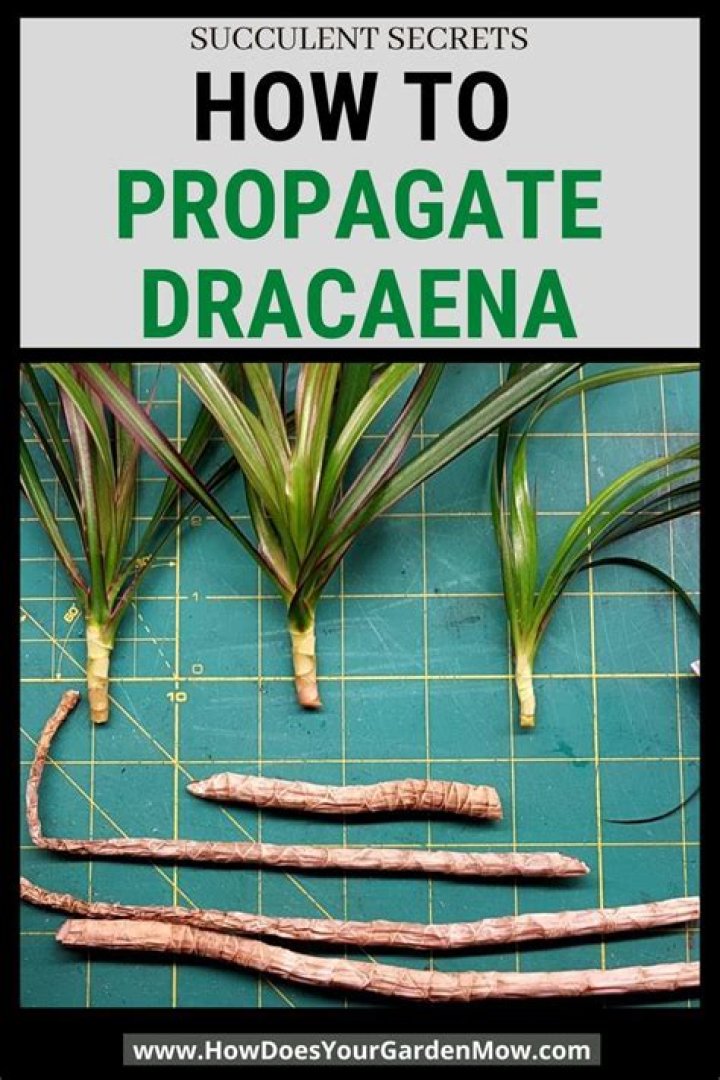 How do you propagate Dracaena Godseffiana