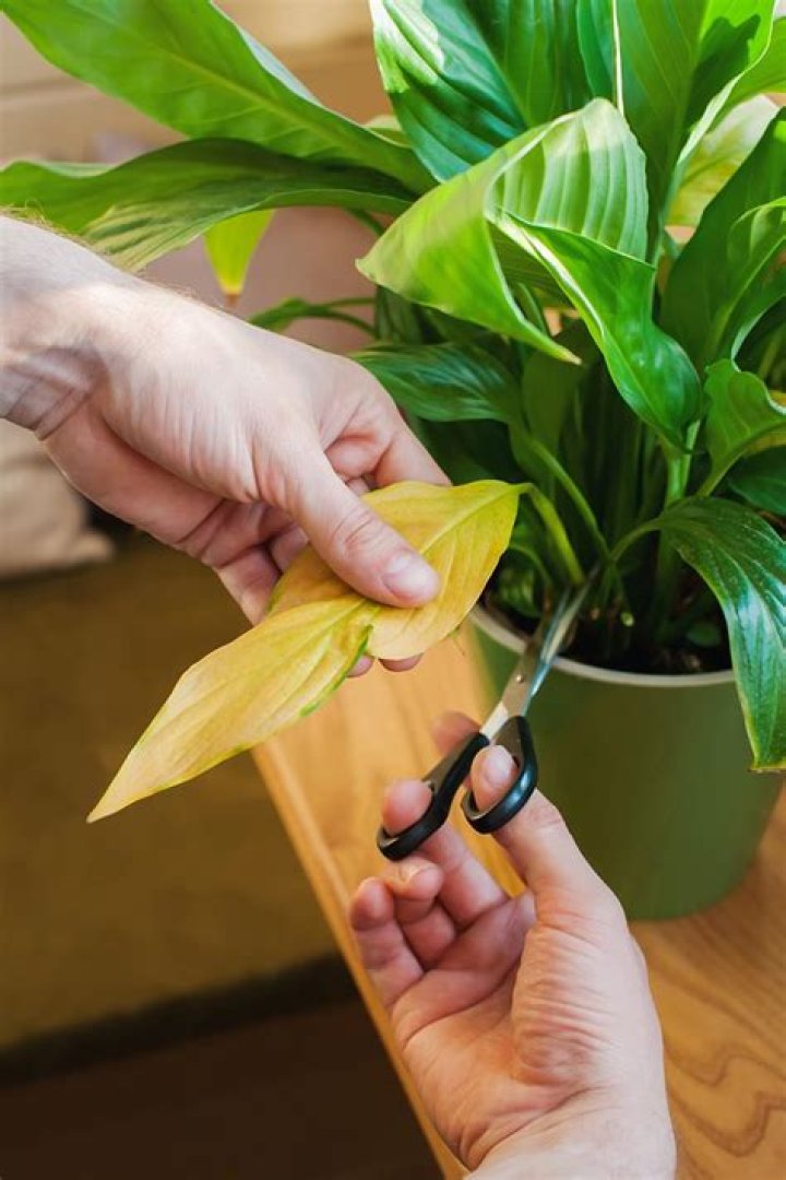 How do you propagate Spathiphyllum