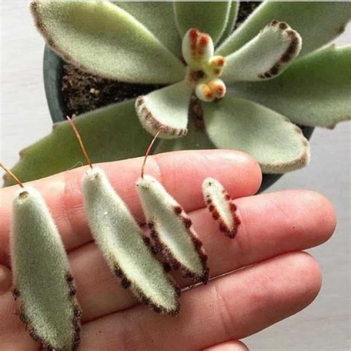 How do you propagate variegated kalanchoe