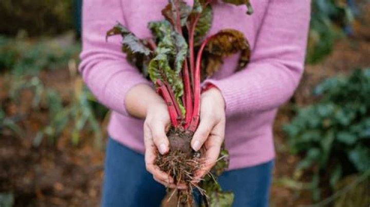 How do you protect rhubarb from pests