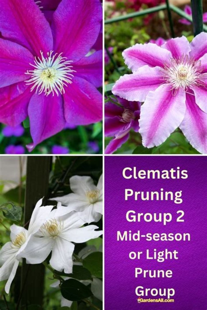How do you prune a clematis Group 2
