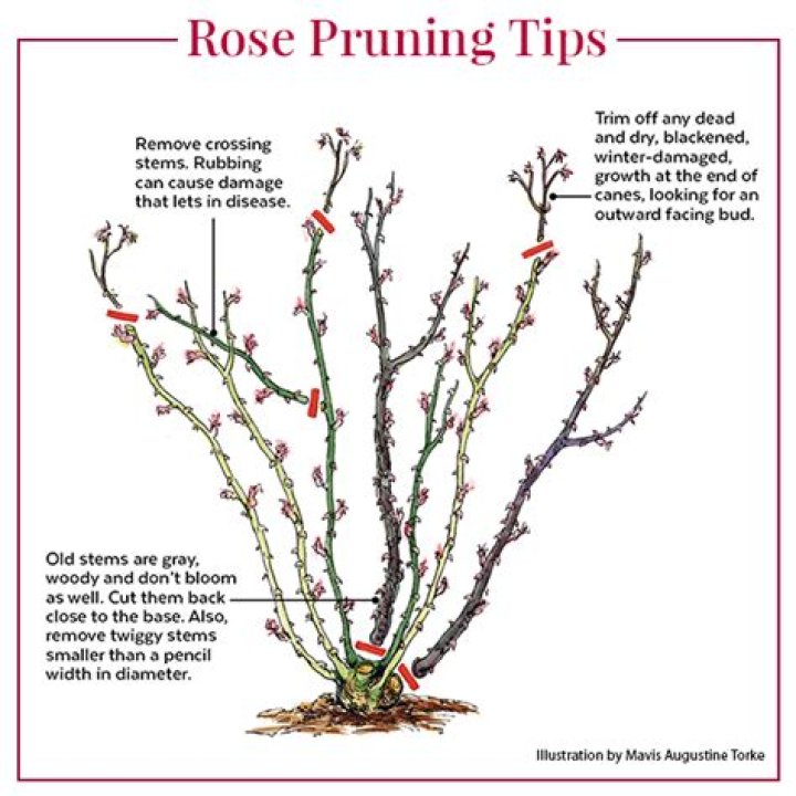 How do you prune a Firethorn Bush