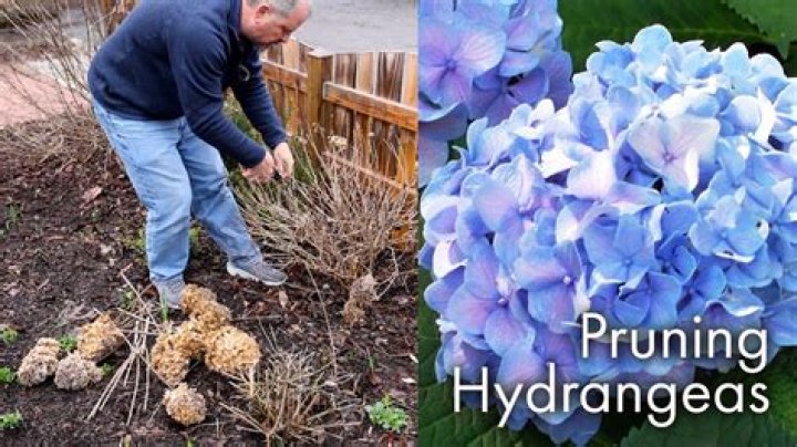 How do you prune a hebe Bush