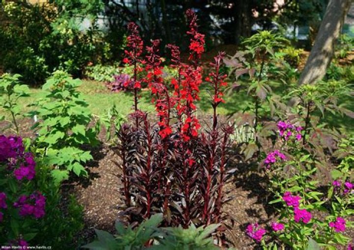How do you prune a Lobelia Queen Victoria