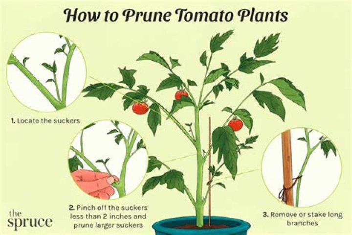 How do you prune a wax leaf privet