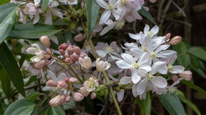 How do you prune clematis UK