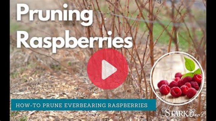 How do you prune dwarf raspberry bushes