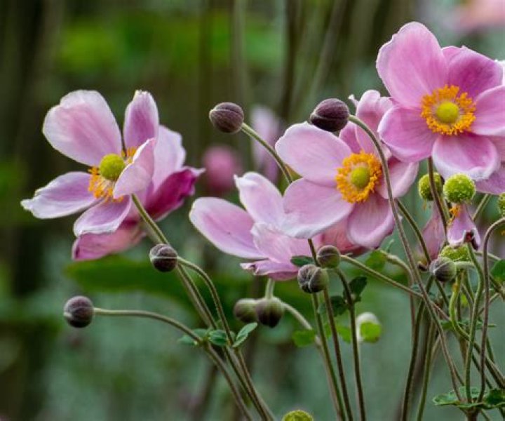 How do you prune Japanese anemones UK