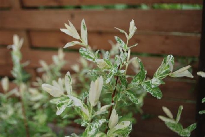 How do you prune Salix integra Hakuro Nishiki
