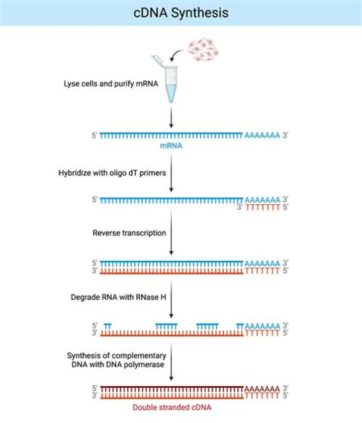 How do you resuspend RNA oligo IDT