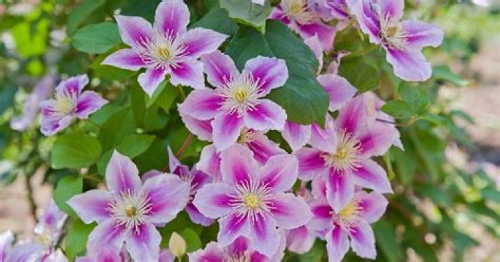 How do you revive a dying clematis
