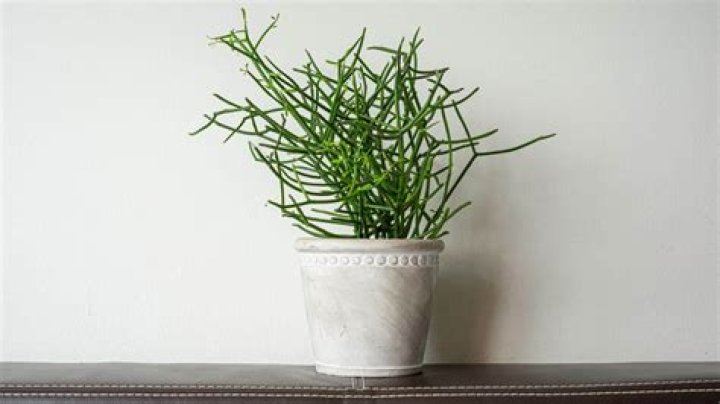 How do you revive a pencil cactus