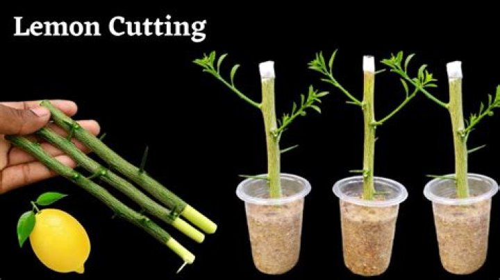 How do you root lemon cuttings