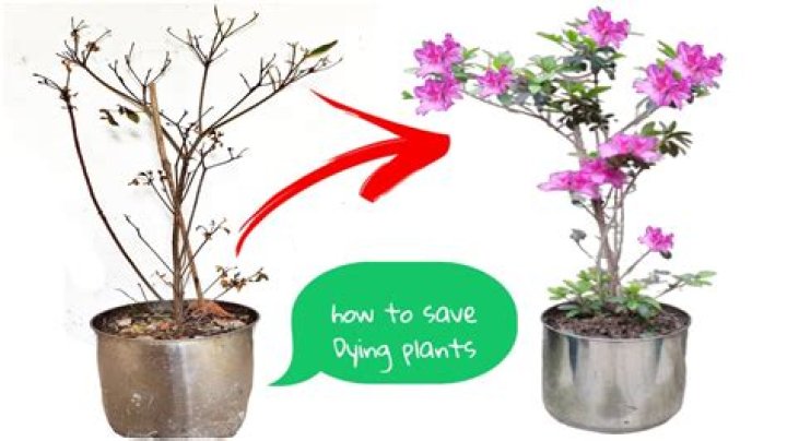 How do you save a dying sundew