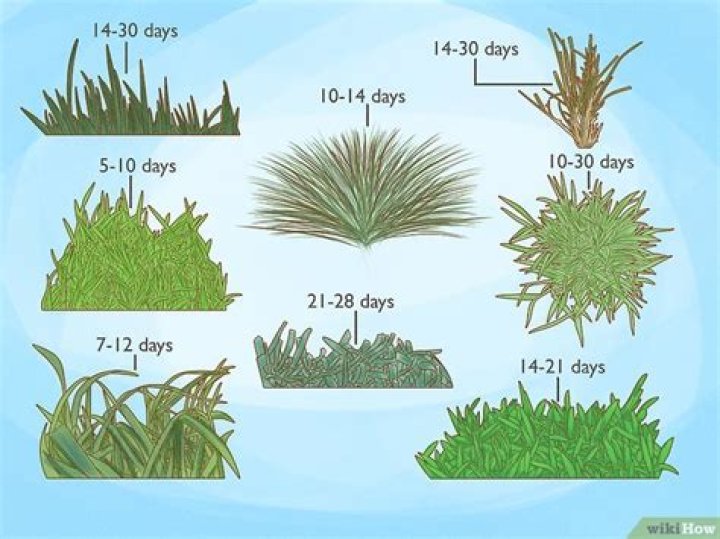 How do you seed wild grass