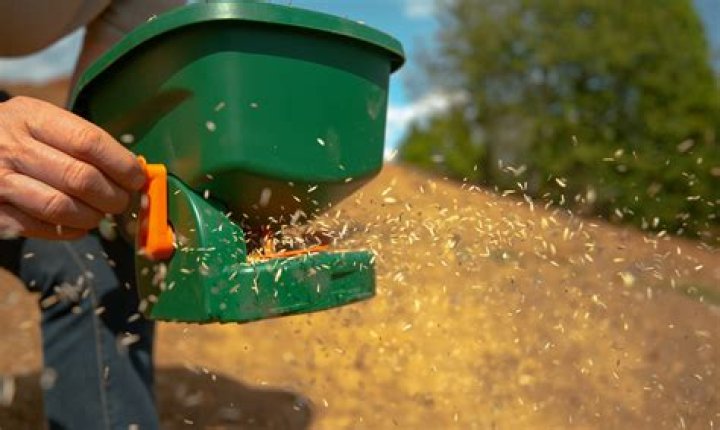 How do you spread grass seed evenly