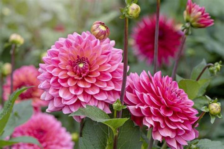 How do you sprout dahlias