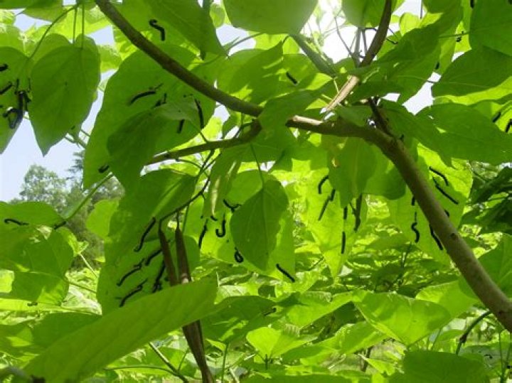 How do you start a Catawba worm on a tree