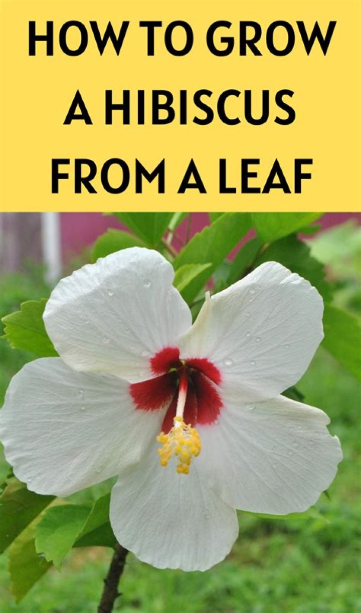 How do you start a hibiscus from a cutting