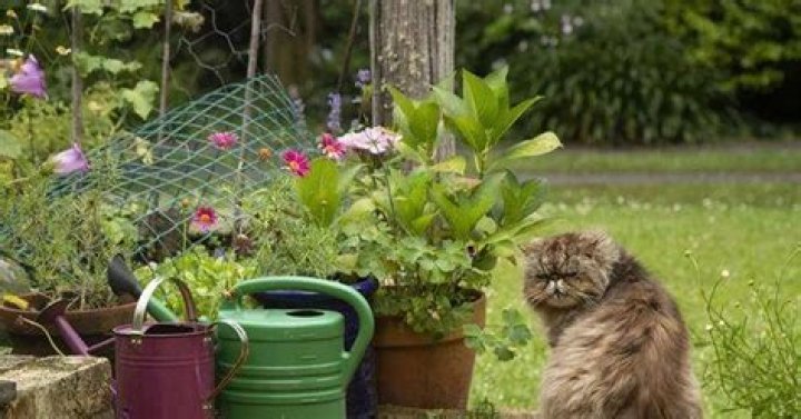 How do you stop cats fouling in your yard