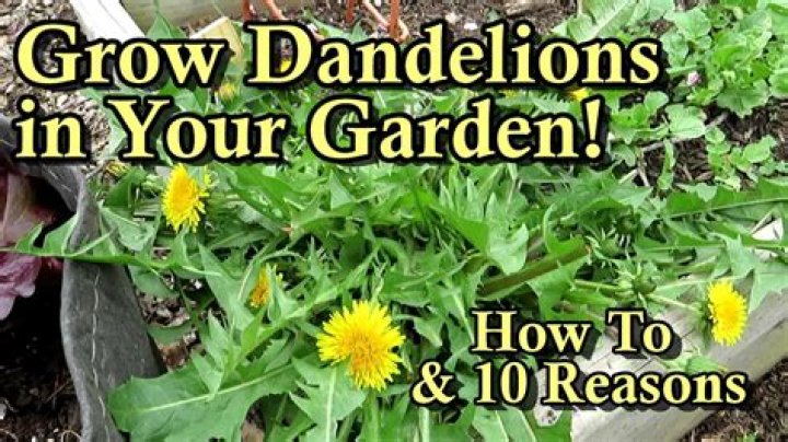 How do you store dandelion greens