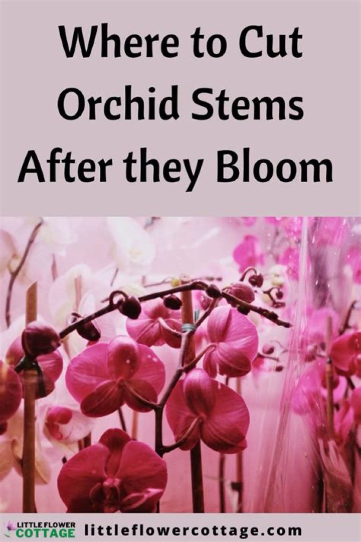 How do you take care of a Derrobium orchid after it blooms