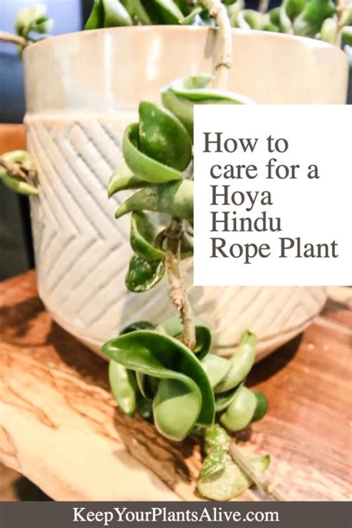 How do you take care of a Hindu rope plant