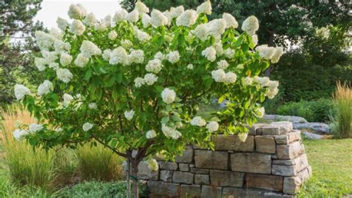How do you take care of a hydrangea tree in the winter