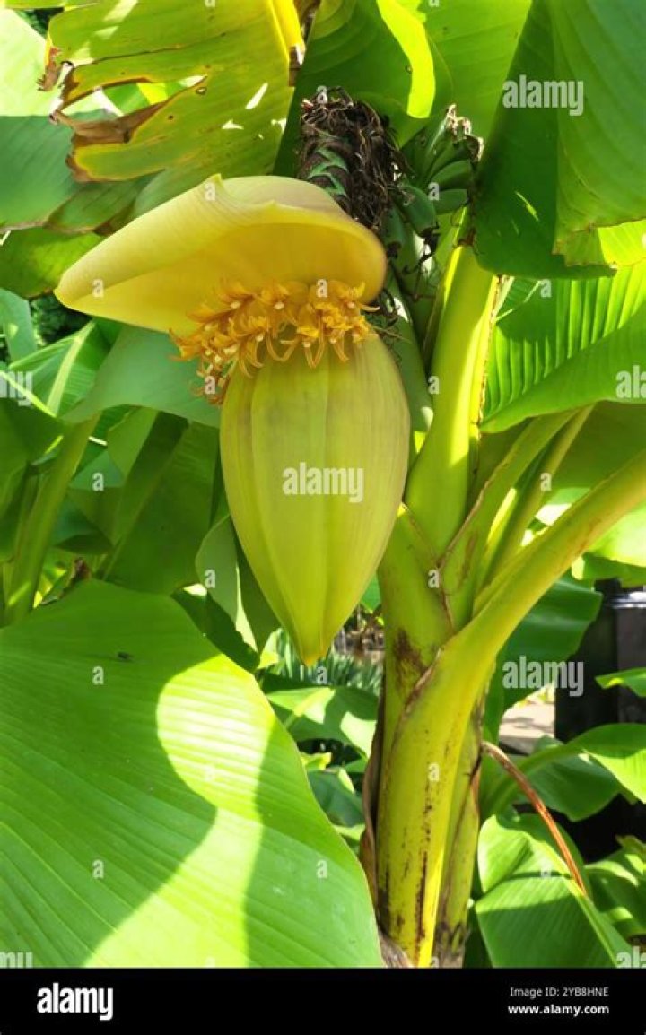 How do you take care of a Japanese banana tree