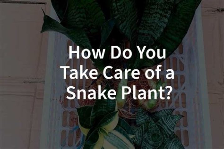 How do you take care of a shooting star plant
