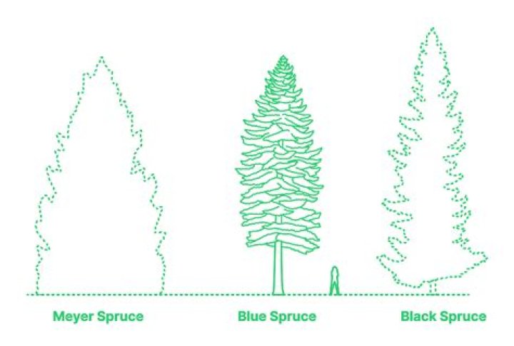How do you take care of a spruce tree