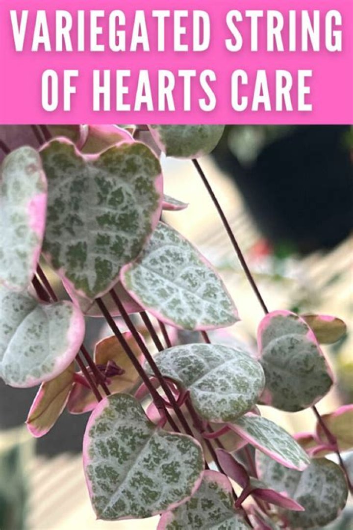 How do you take care of a string of hearts
